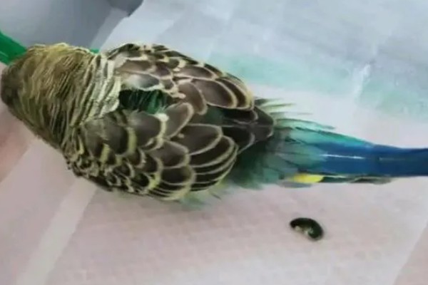 鹦鹉拉血便的原因,可能是患有肠炎所致