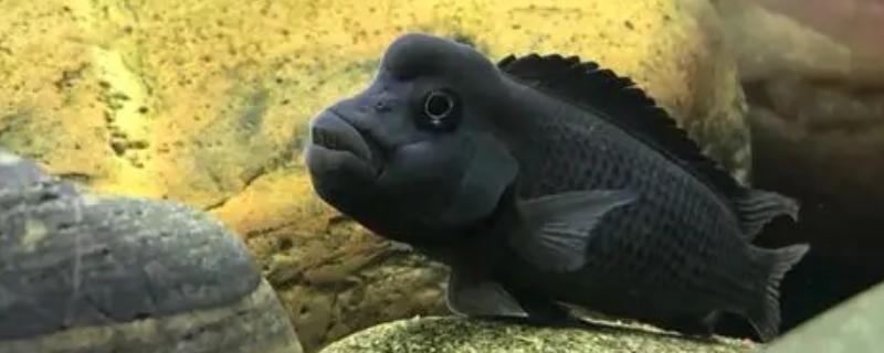 长身猴头鱼好养吗，饲养难度较大