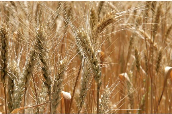 小麦每亩地的播种量,土壤肥沃时亩播15-18斤