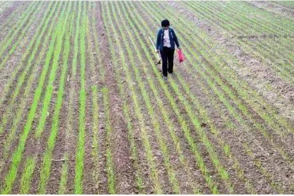 小麦每亩地的播种量,土壤肥沃时亩播15-18斤