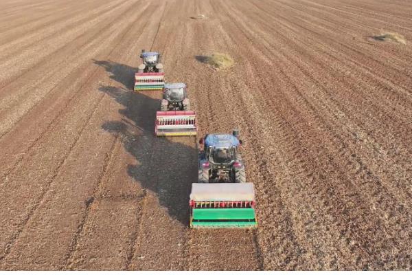 小麦每亩地的播种量,土壤肥沃时亩播15-18斤