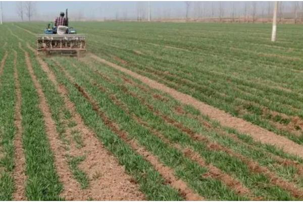 小麦每亩地的播种量,土壤肥沃时亩播15-18斤