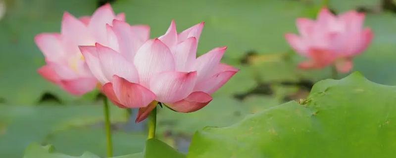 荷花有什么花语，代表纯洁、信仰和爱情