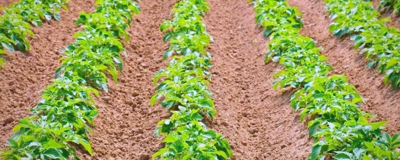 土豆的亩产量，一般能达到3000-5000斤左右