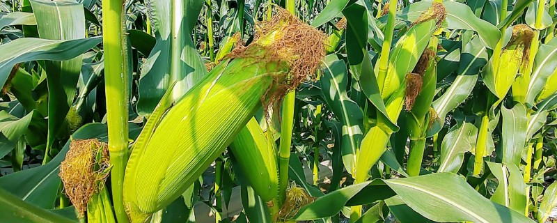 玉米如何种植，每亩地栽培5000株左右