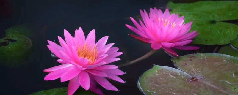 睡莲的外观，叶片呈卵形或椭圆形