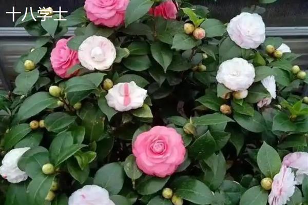 茶花的品种有哪些，有十八学士、雪塔等