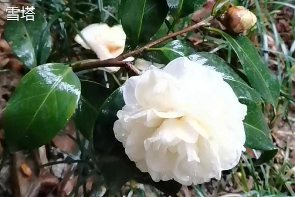 茶花的品种有哪些，有十八学士、雪塔等