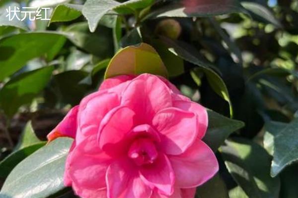 茶花的品种有哪些，有十八学士、雪塔等