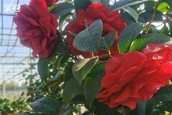 茶花的品种有哪些，有十八学士、雪塔等