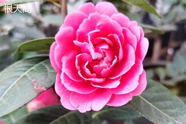 茶花的品种有哪些，有十八学士、雪塔等