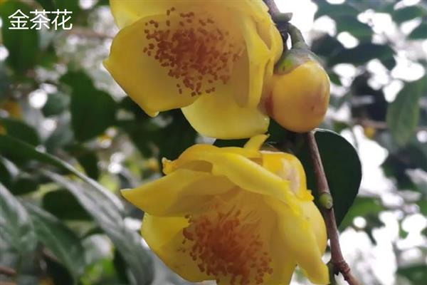 茶花的品种有哪些，有十八学士、雪塔等