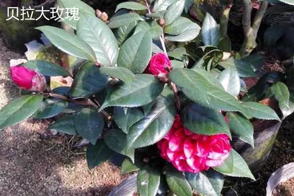 茶花的品种有哪些，有十八学士、雪塔等