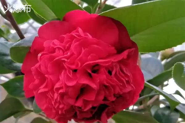 茶花的品种有哪些，有十八学士、雪塔等