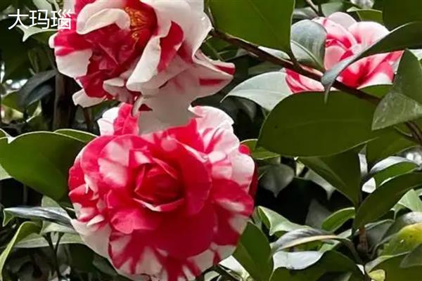 茶花的品种有哪些，有十八学士、雪塔等