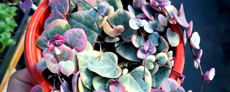 爱之蔓的养殖方法，保持见干见湿的浇水原则