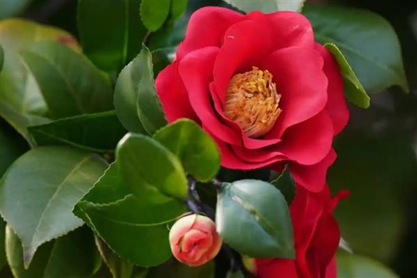 茶花的品种有哪些，有十八学士、雪塔等