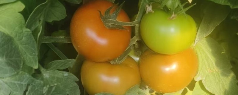番茄为什么会萎蔫，一般是浇水或施肥不当、温度过高等因素所致