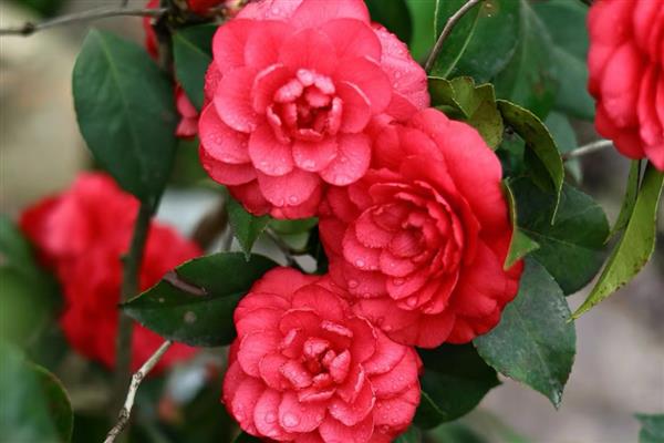 茶花的品种有哪些，有十八学士、雪塔等