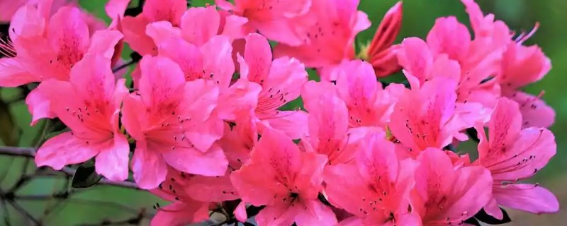 杜鹃扦插快速生根的方法，截取当年生的嫩枝作为插穗