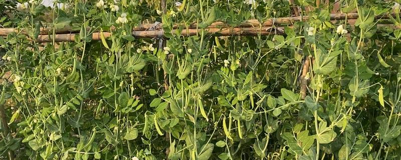 扁豆的上市的时间，6-10月份集中上市