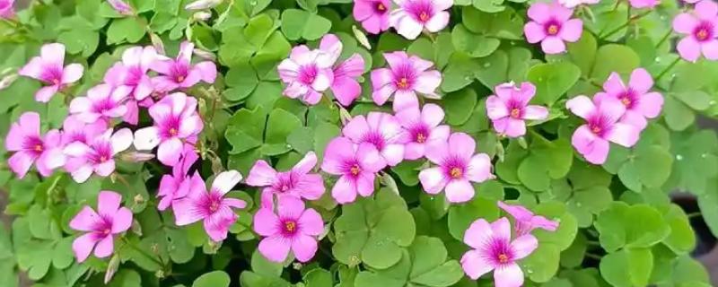 酢浆草种球如何种植，花期前后再各施1次