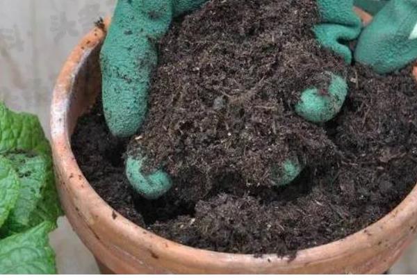 家庭车厘子小盆栽的种植方法,栽种前要对盆土消毒处理