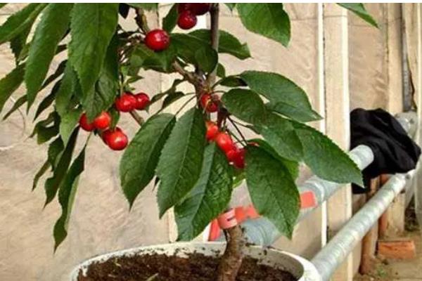 家庭车厘子小盆栽的种植方法,栽种前要对盆土消毒处理