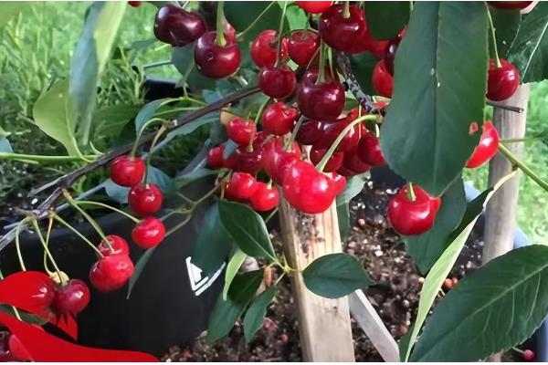 家庭车厘子小盆栽的种植方法,栽种前要对盆土消毒处理