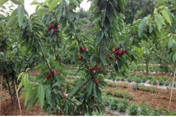 家庭车厘子小盆栽的种植方法,栽种前要对盆土消毒处理