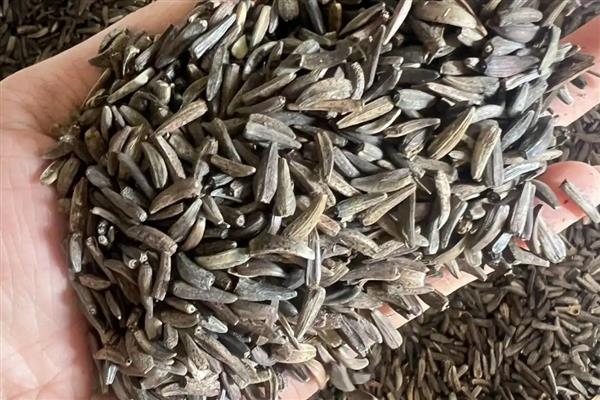 云木香种子的价格，一斤售价65元左右