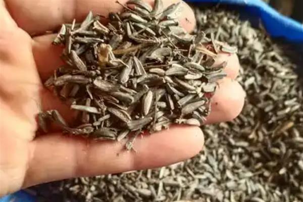 云木香种子的价格，一斤售价65元左右