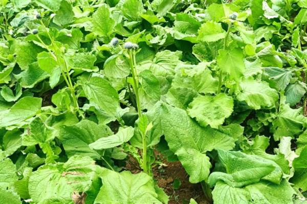 云木香种子的价格，一斤售价65元左右