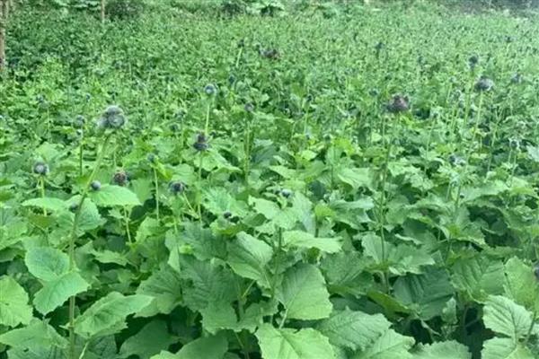 云木香种子的价格，一斤售价65元左右