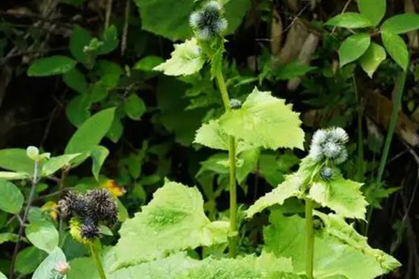 云木香种子的价格，一斤售价65元左右