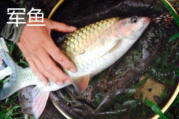 军鱼和青鱼一样吗，具体的分类不同