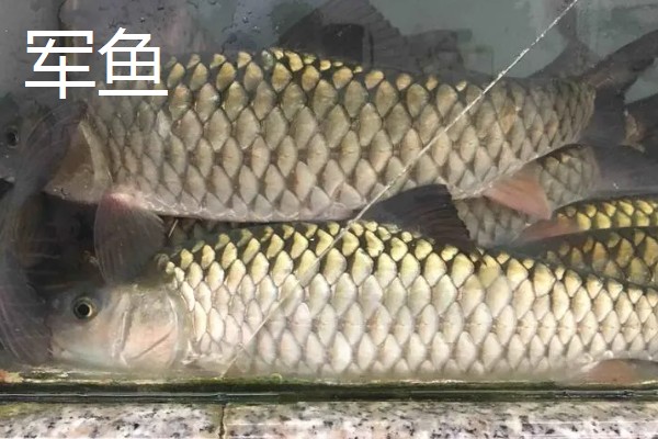军鱼和青鱼一样吗，具体的分类不同