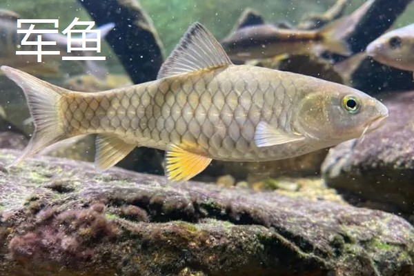 军鱼和青鱼一样吗，具体的分类不同