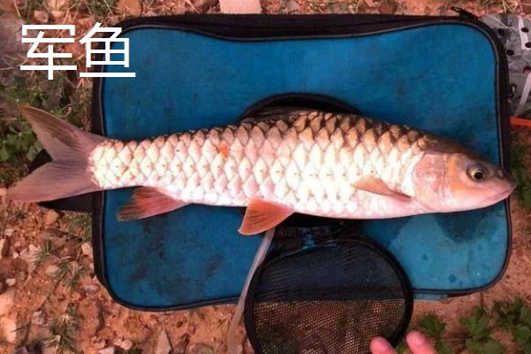 军鱼和青鱼一样吗，具体的分类不同