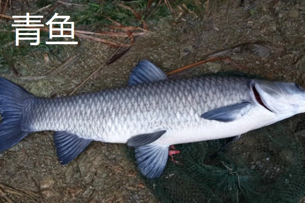 军鱼和青鱼一样吗，具体的分类不同