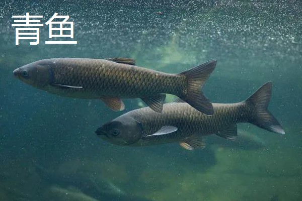 军鱼和青鱼一样吗，具体的分类不同