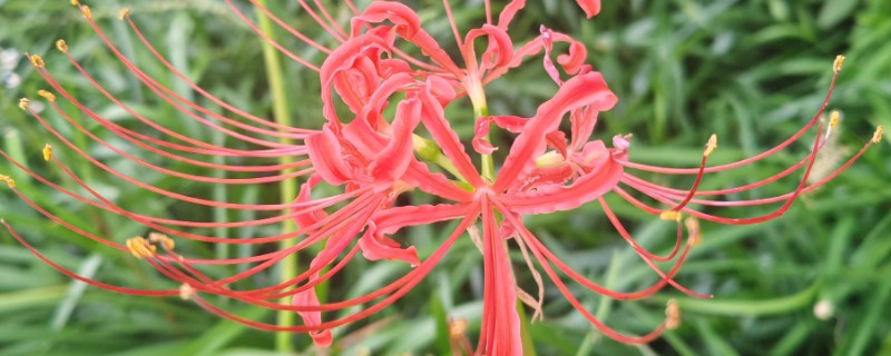 彼岸花能否从植株上面浇水，对着植株浇施容易导致它发霉腐烂