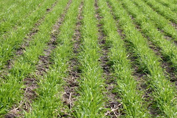 小麦种子能留种几代，通常小麦种子不留种