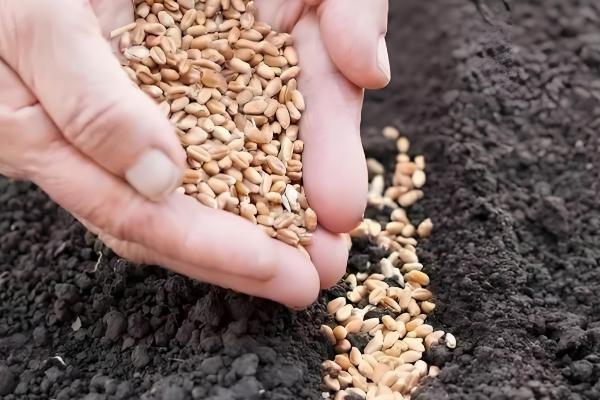 小麦种子能留种几代，通常小麦种子不留种