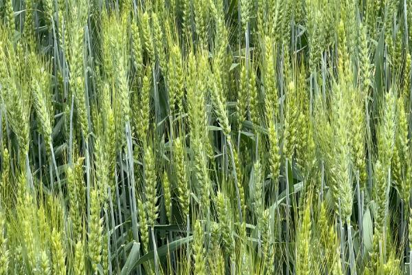 小麦种子能留种几代，通常小麦种子不留种