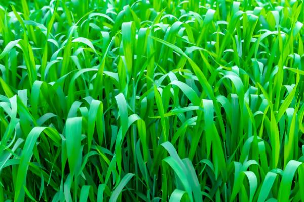 小麦种子能留种几代，通常小麦种子不留种