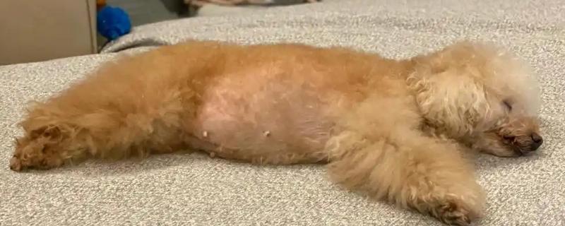 狗狗得了哮喘怎么处理，可以采取药物治疗