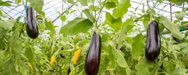 茄子黄萎病怎么防治，可用氨基寡糖素水剂灌根