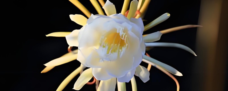 让昙花多开花的方法，每天接受不少于6小时的光照