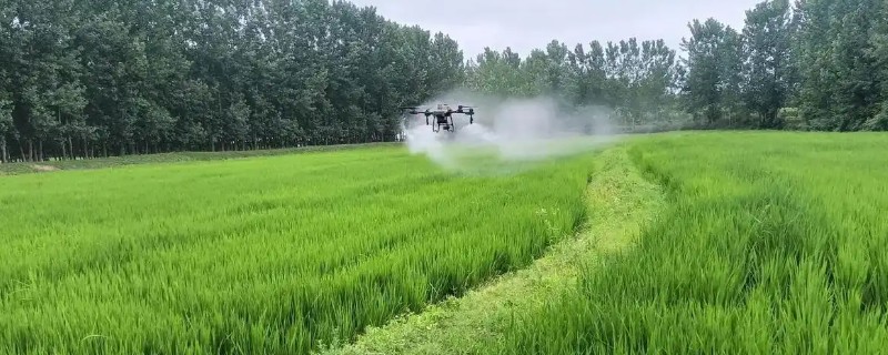 水稻常见病虫害怎么防治，发生稻瘟病可喷施甲基托布津等药物